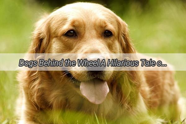 Dogs Behind the Wheel A Hilarious Tale of Canine Driving Adventures and the Great Rat Chase